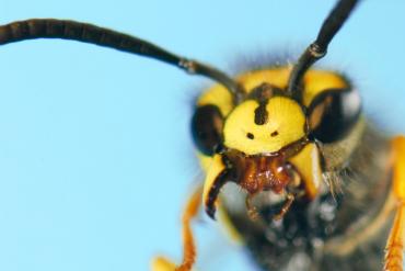 Closeup of a wasp