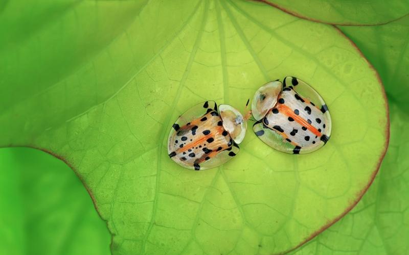 Two spotted bugs on a human hand