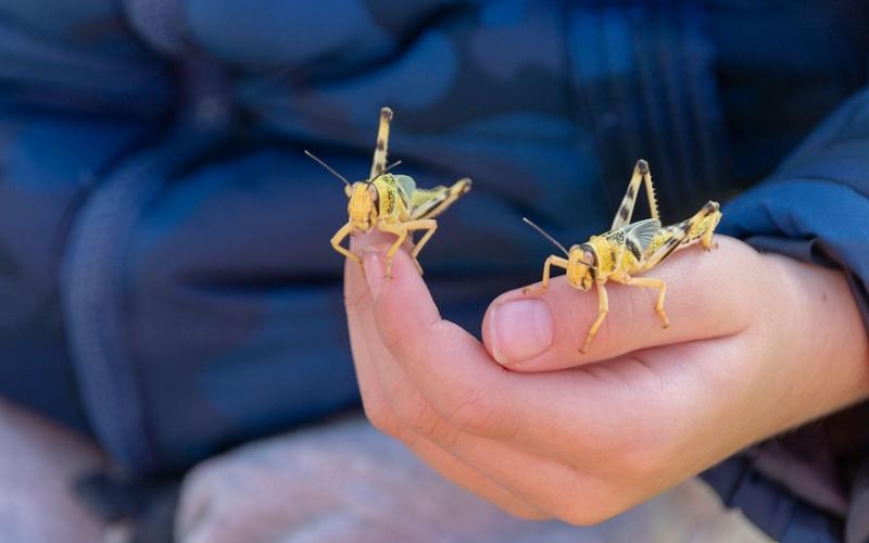 Two locusts on a human hand