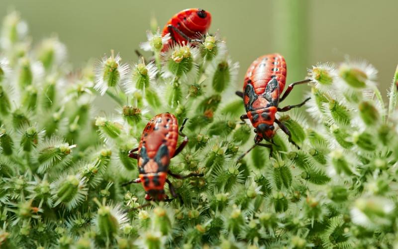 Three red bugs on a leaf