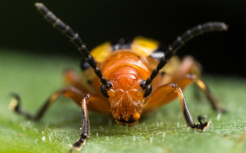 Closeup of orange beetle