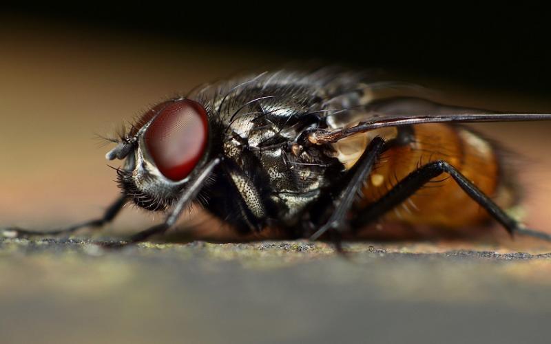 Closeup of a fly