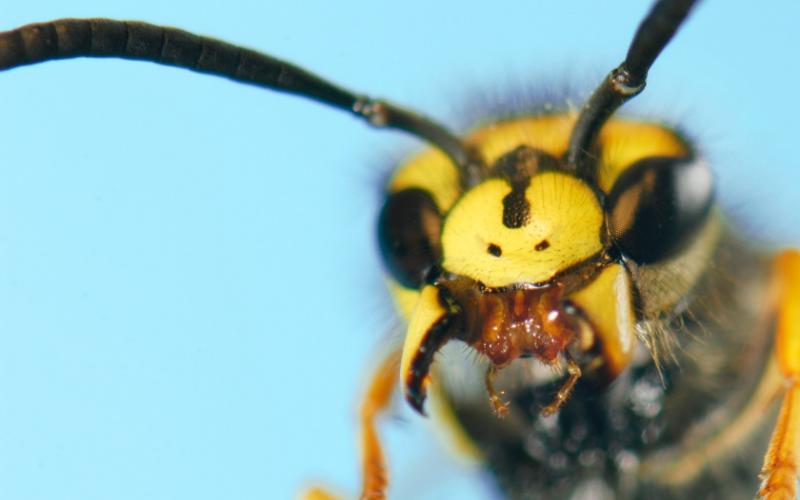 Closeup of a wasp